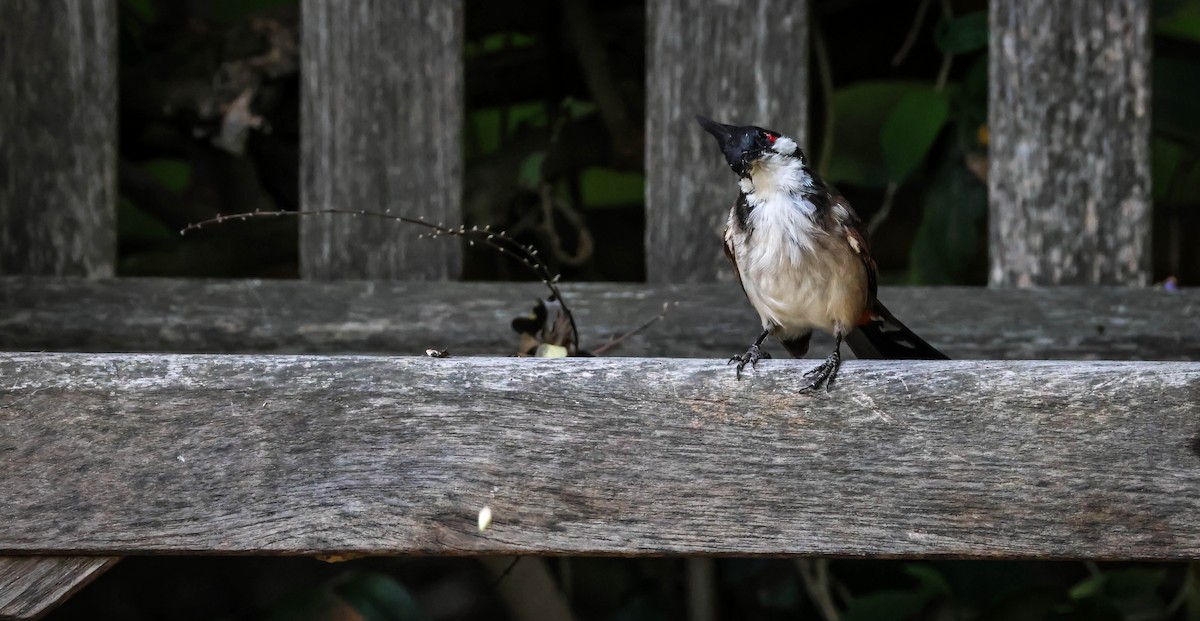 Bulbul orphée - ML642663906