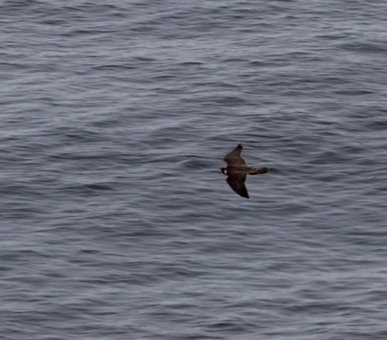Faucon pèlerin - ML642663908