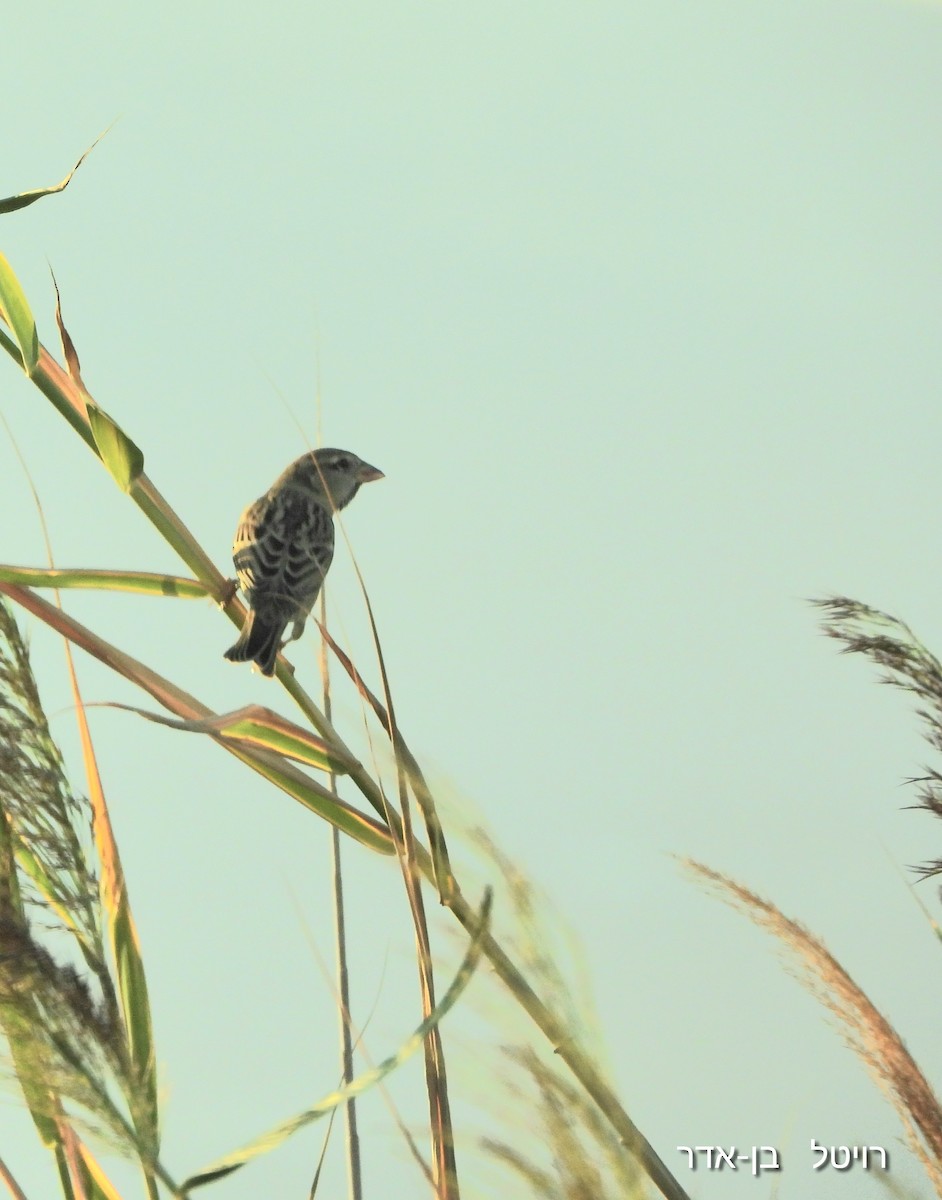 Moineau espagnol - ML642663912