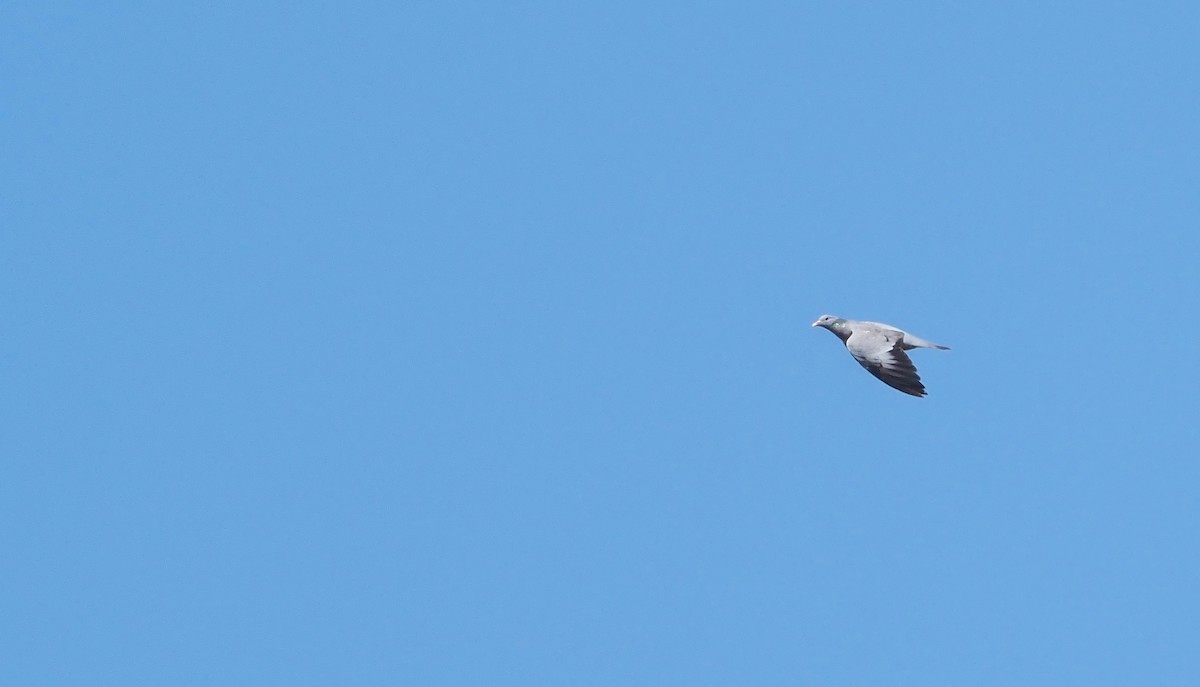 Stock Dove - ML642663925