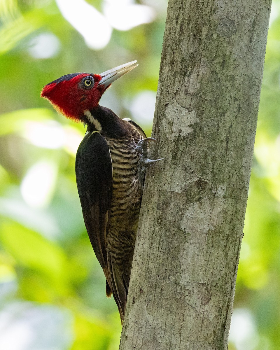 Pale-billed Woodpecker - ML642663930