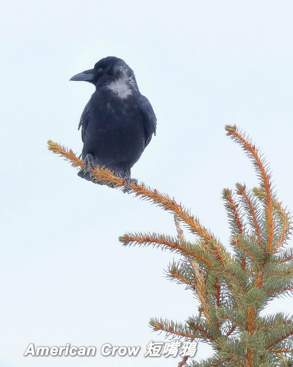 American Crow - ML642663933
