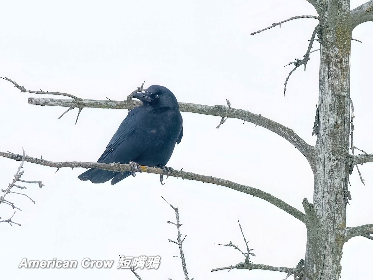 American Crow - ML642663934