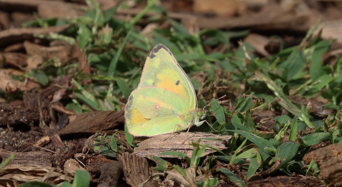 Orange Sulphur - ML642663948