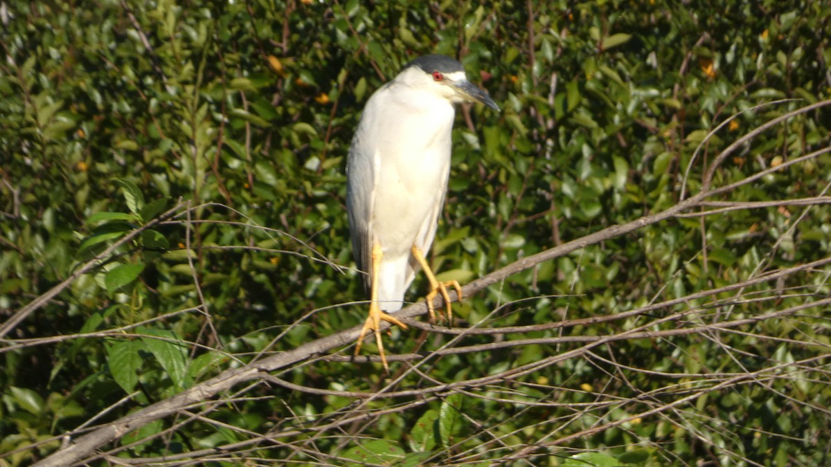 Nachtreiher - ML642663949