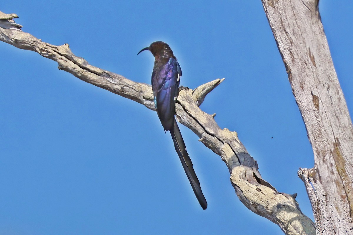 Common Scimitarbill - ML642663952