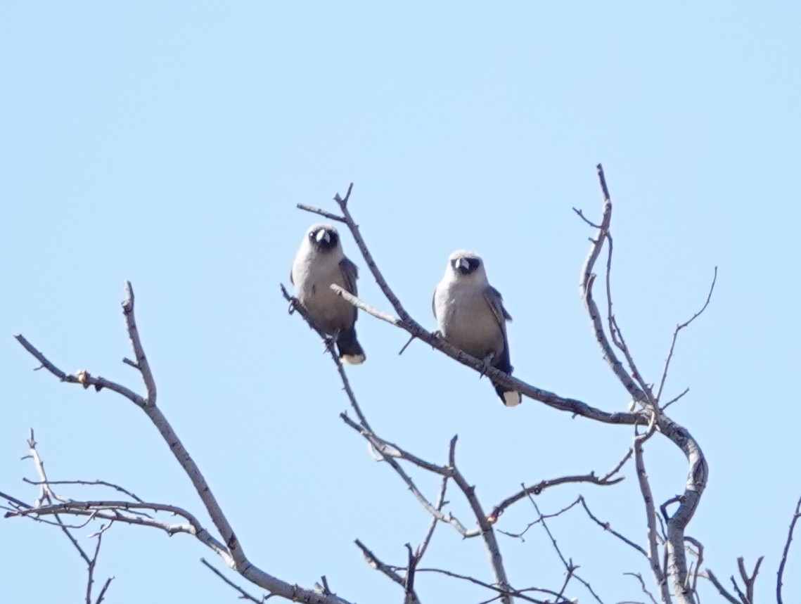 Black-faced Woodswallow - ML642663953
