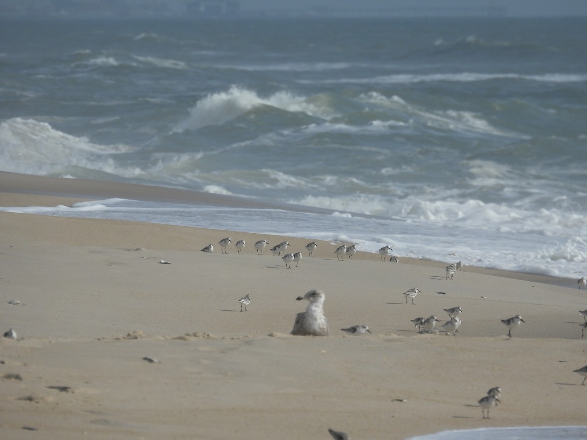 jespák písečný - ML642663956