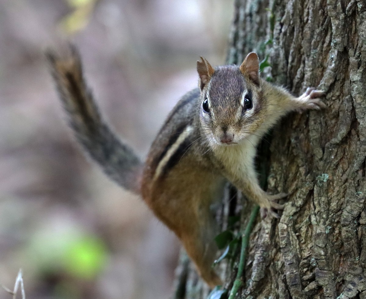 Eastern Chipmunk - ML642663965