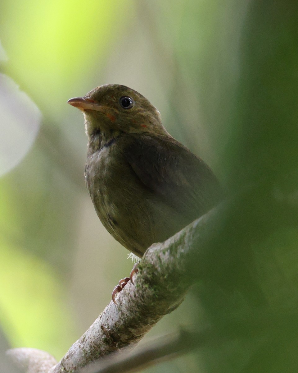 Red-capped Manakin - ML642663969