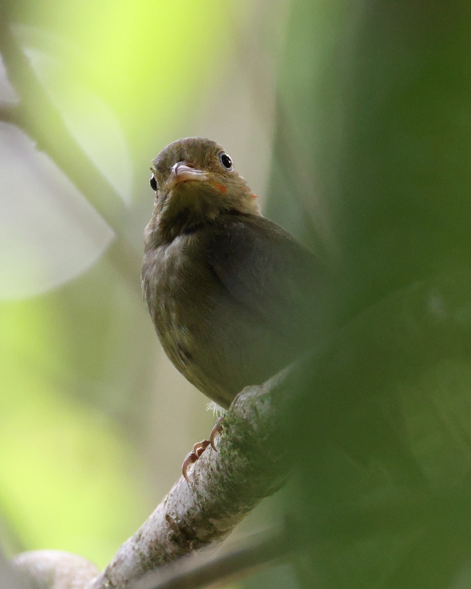 Red-capped Manakin - ML642663970
