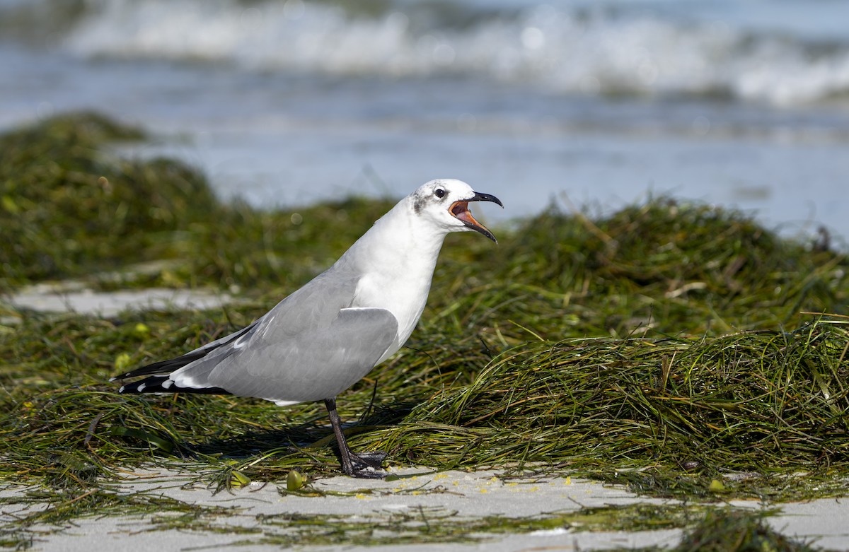 Laughing Gull - ML642663990