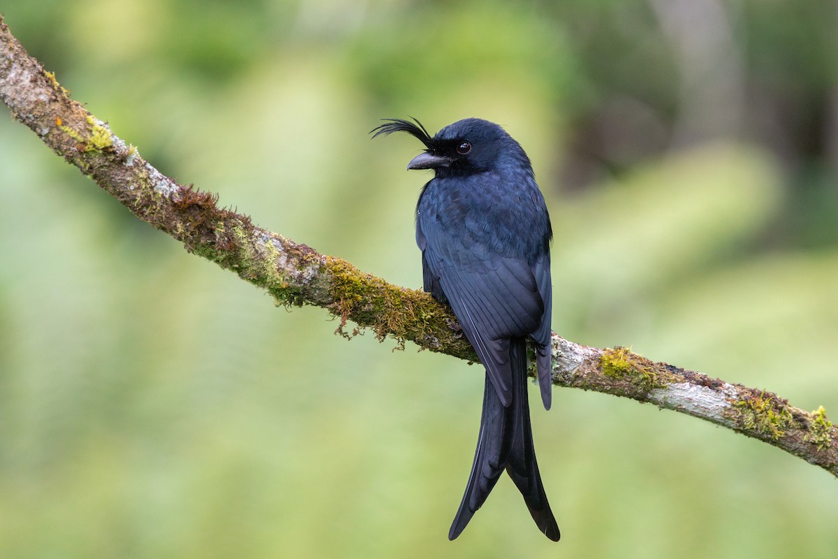 Crested Drongo - ML642663997