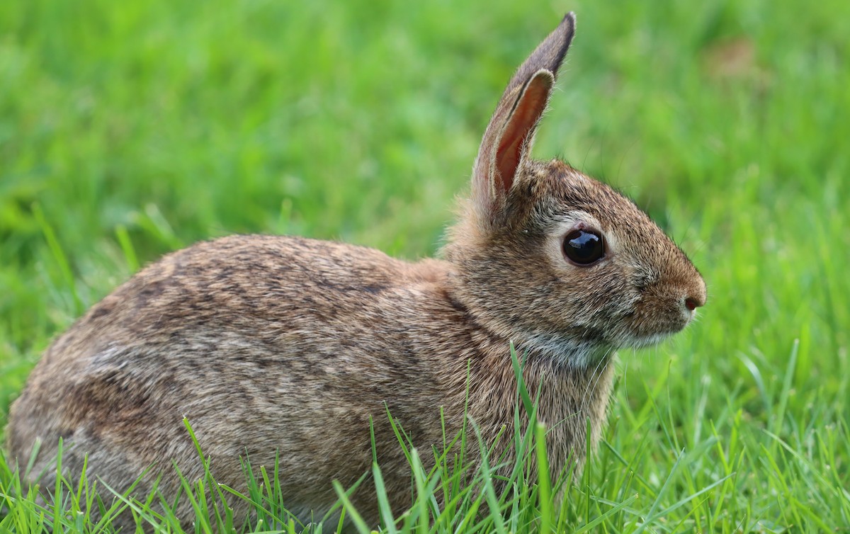 Eastern Cottontail - ML642663998