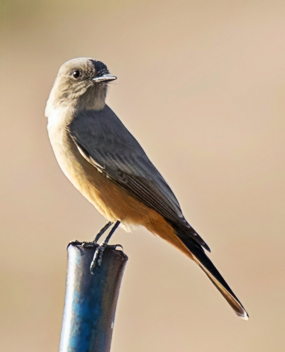 Say's Phoebe - ML642664009