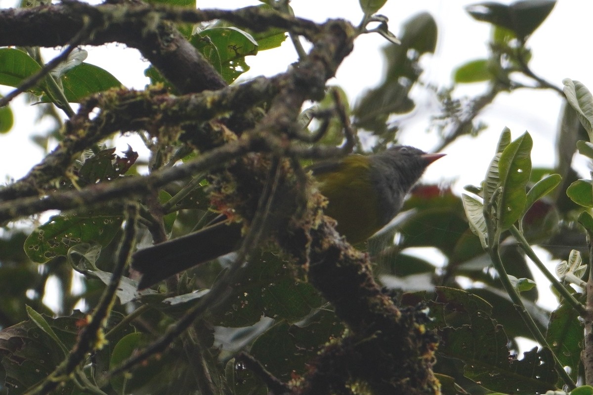 Gray-hooded Bush Tanager - ML642664011