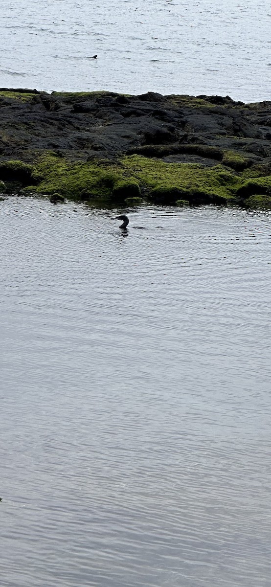 Flightless Cormorant - ML642664013