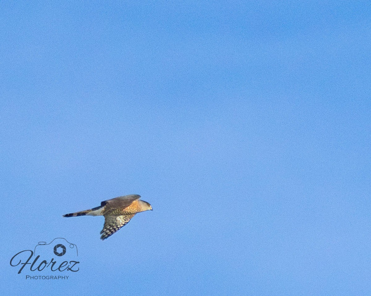 Cooper's Hawk - ML642664017