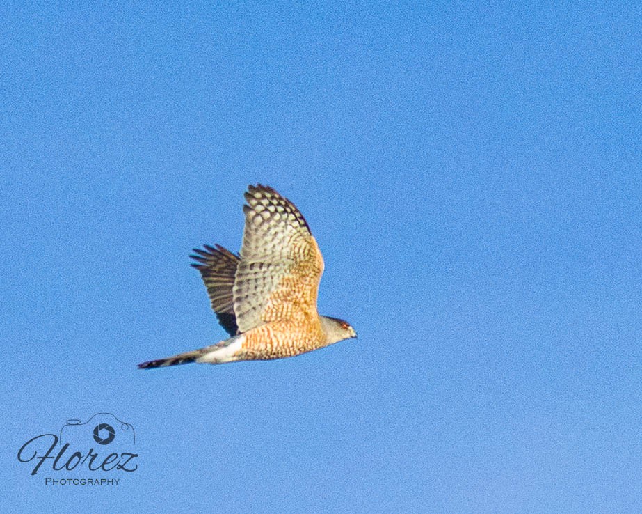 Cooper's Hawk - ML642664018