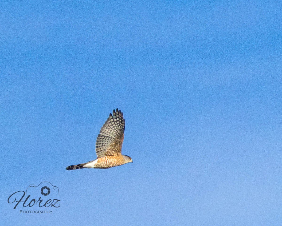 Cooper's Hawk - ML642664019