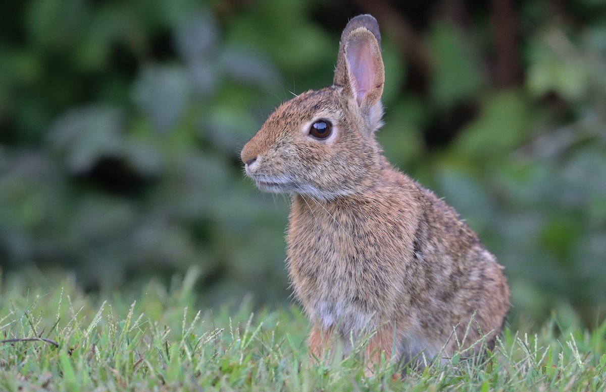 Eastern Cottontail - ML642664036