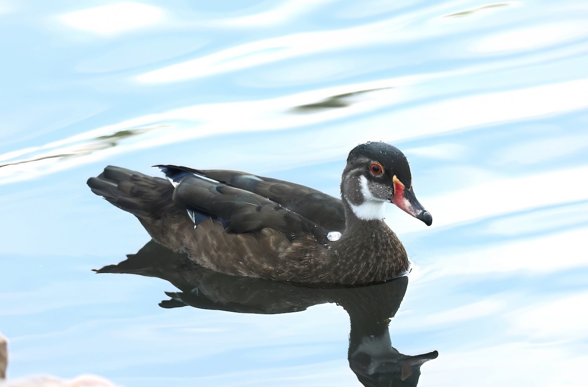 Wood Duck - ML642664051