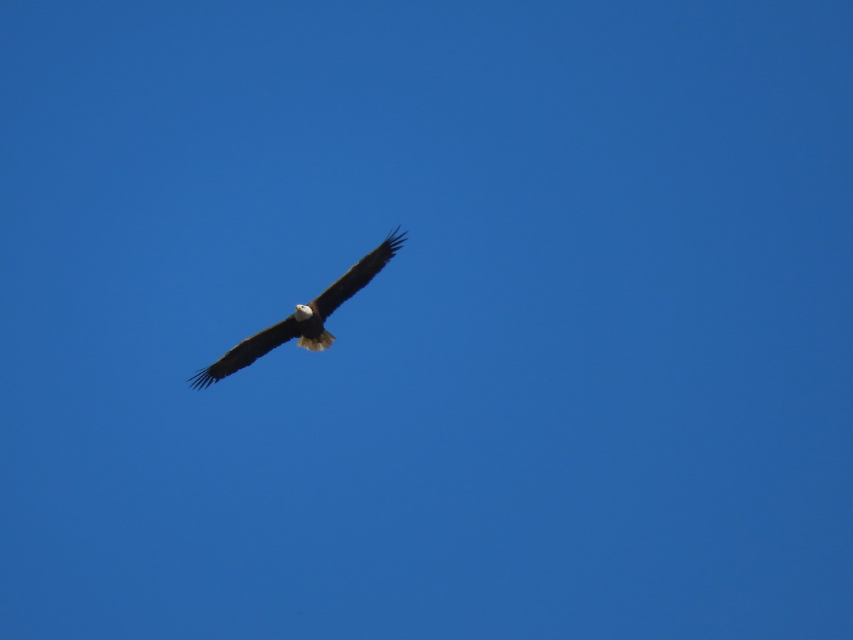 Bald Eagle - ML642664060