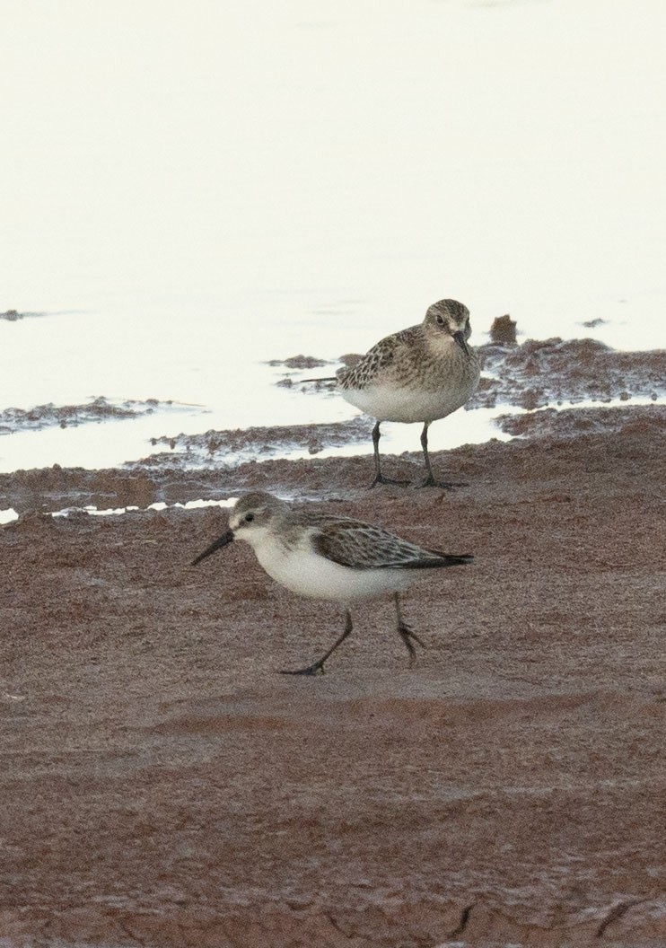 Western Sandpiper - ML642664061
