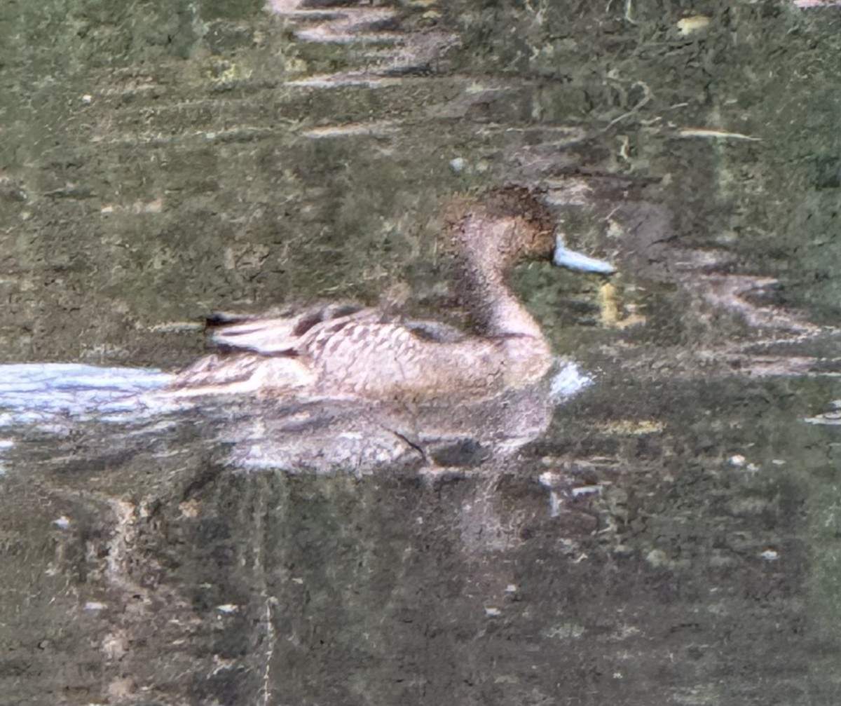 Northern Pintail - ML642664063