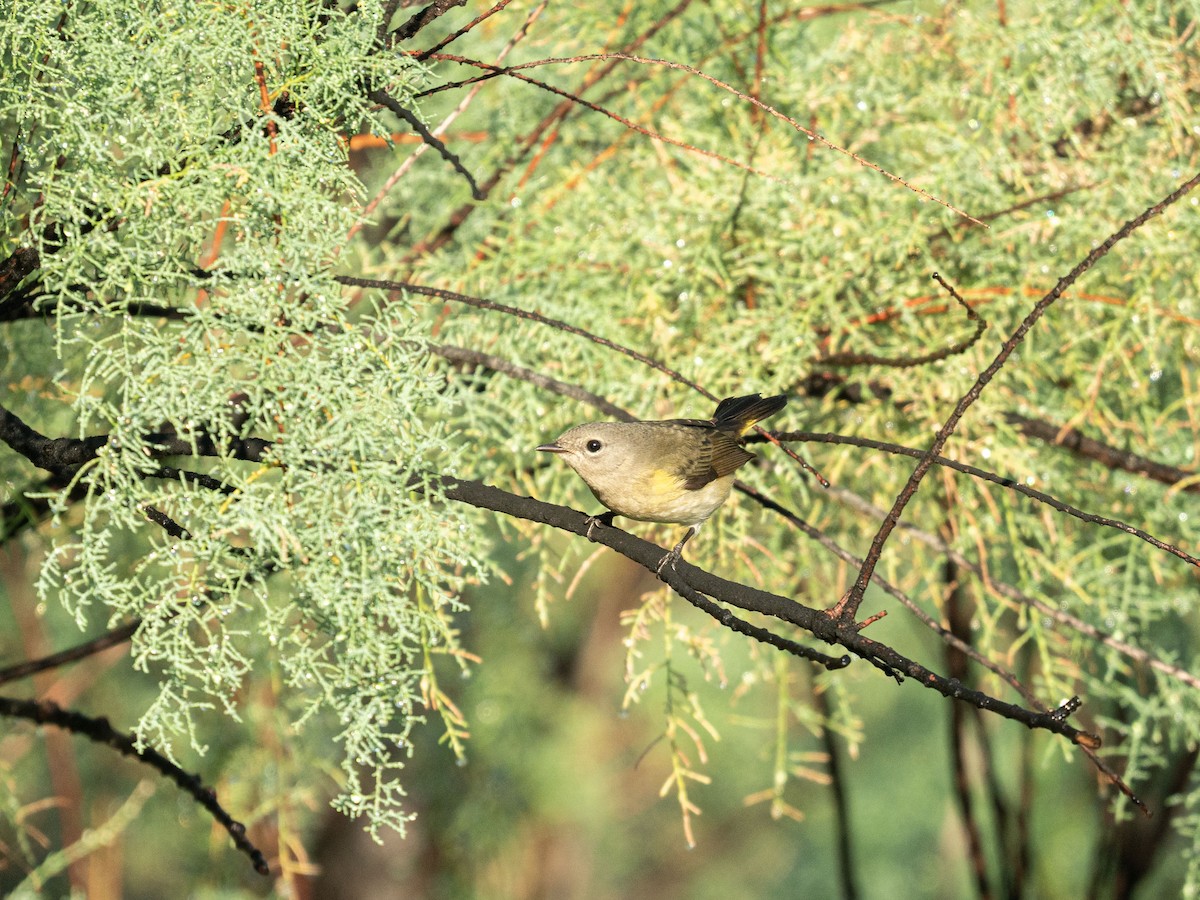 American Redstart - ML642664069