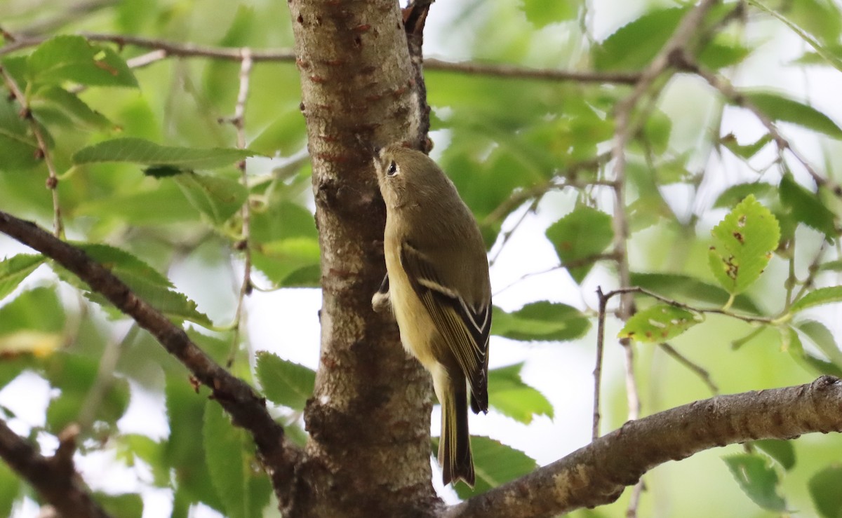 Ruby-crowned Kinglet - ML642664070