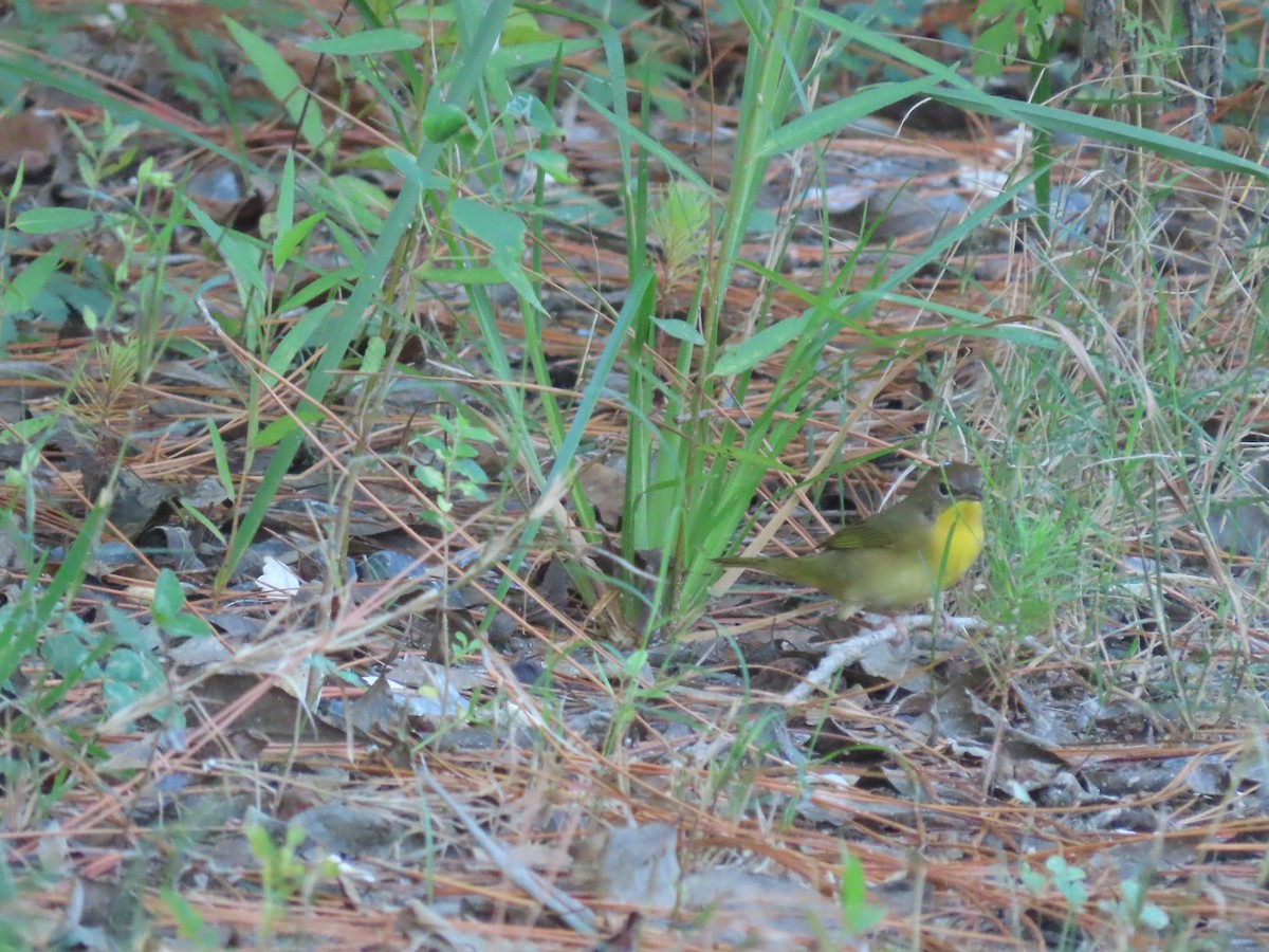 Common Yellowthroat - ML642664083