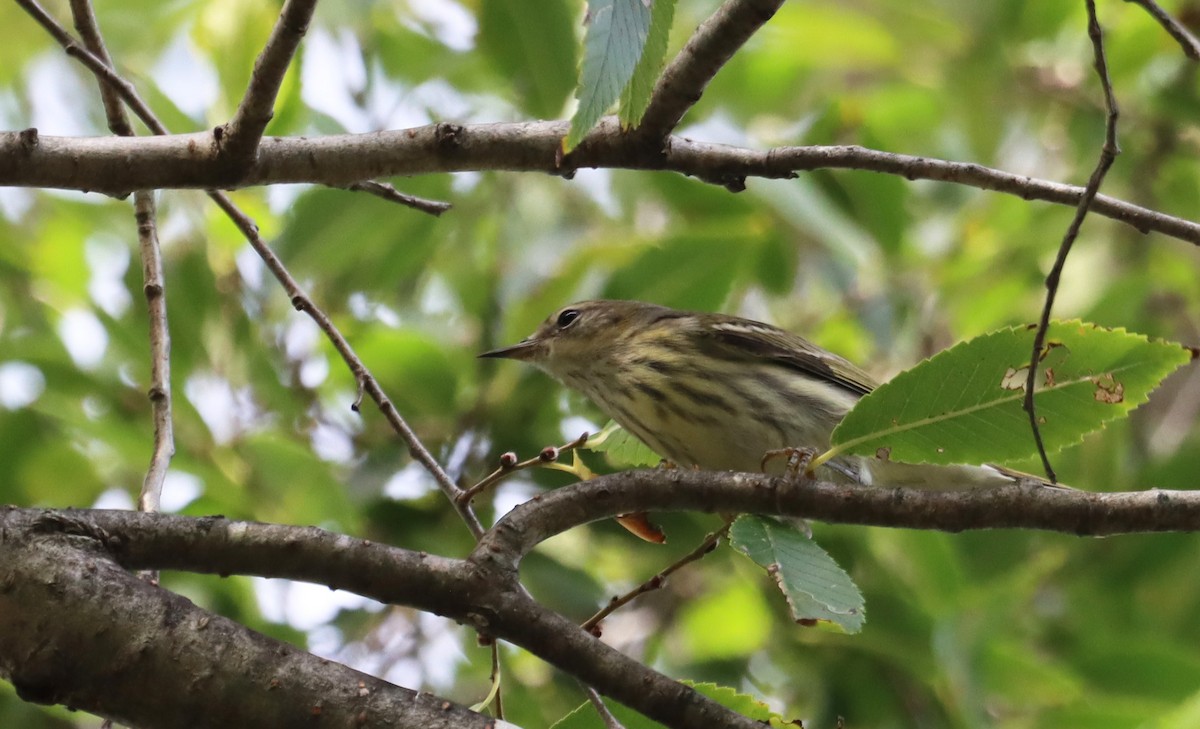 Cape May Warbler - ML642664095