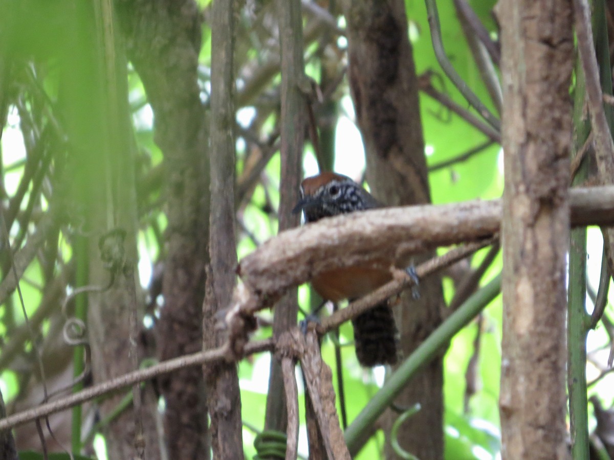 Rufous-breasted Wren - ML642664102
