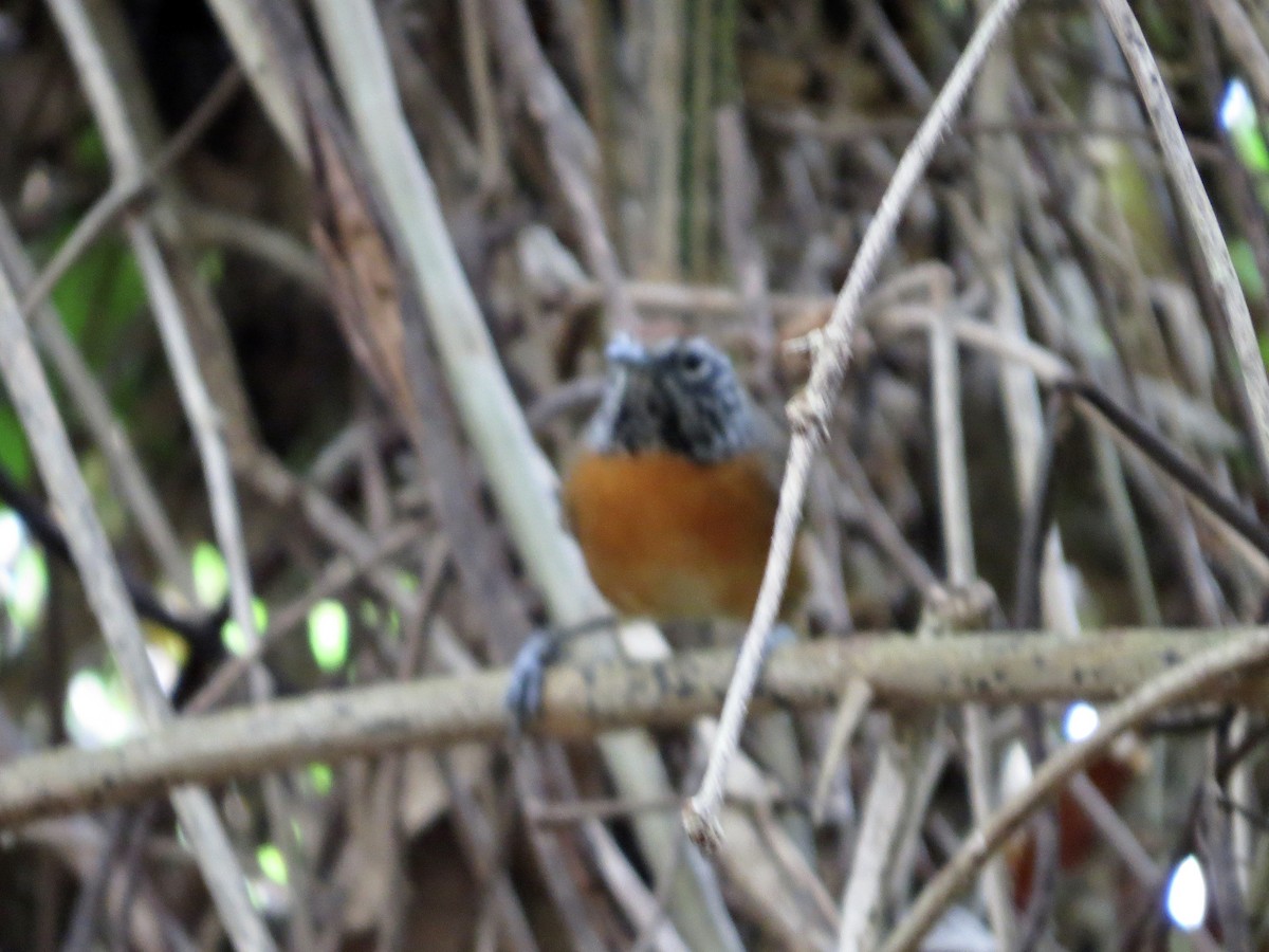 Rufous-breasted Wren - ML642664103