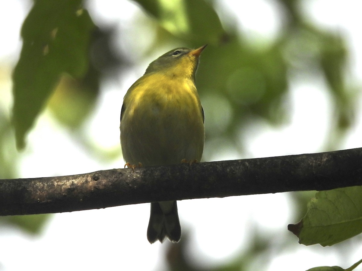 Northern Parula - ML642664110