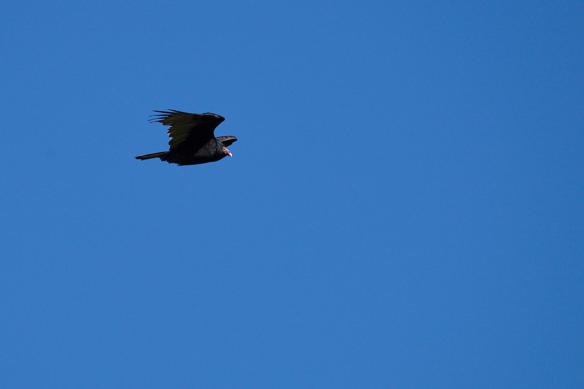 Turkey Vulture - ML642664111