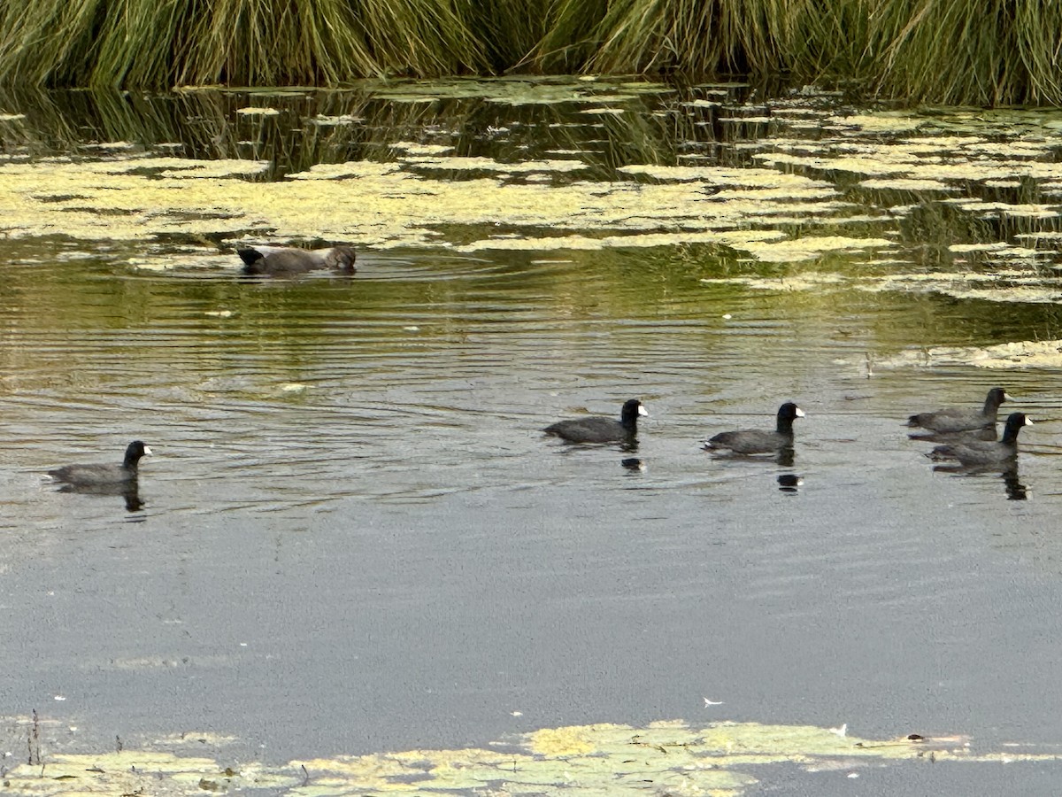 American Coot - ML642664123