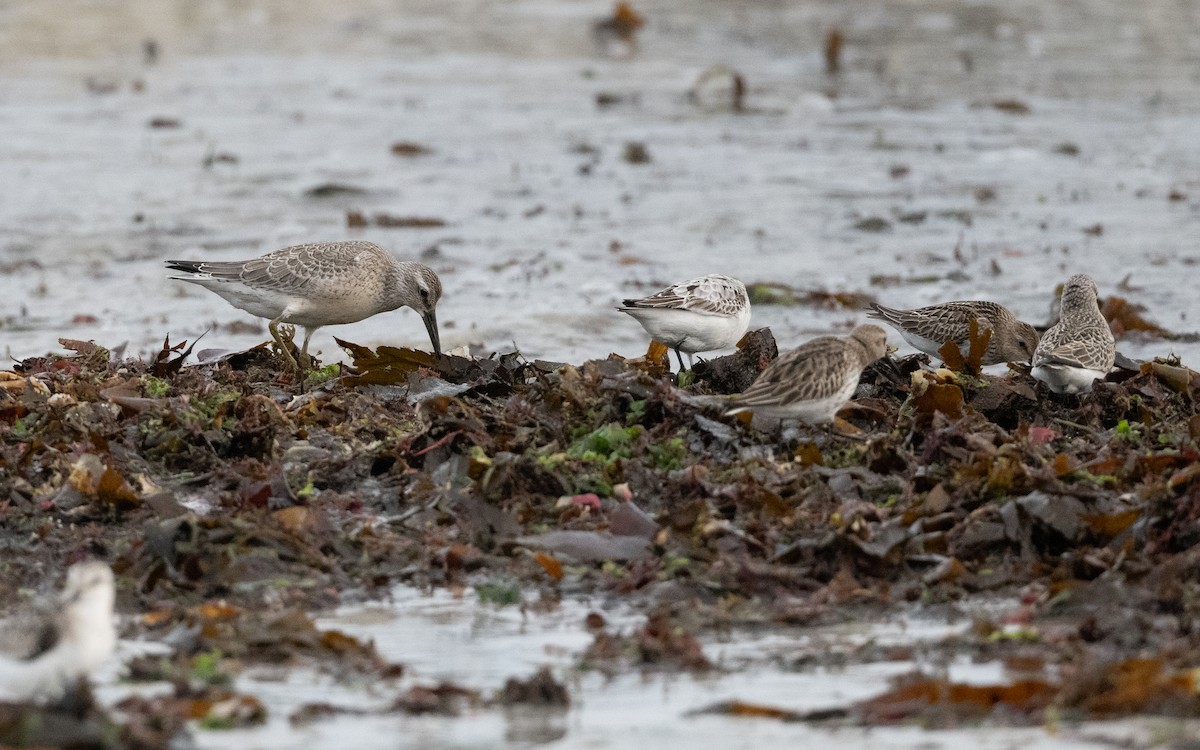 polarsnipe - ML642664127