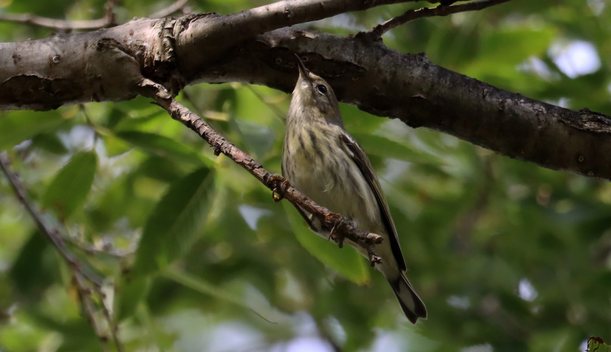 Cape May Warbler - ML642664130