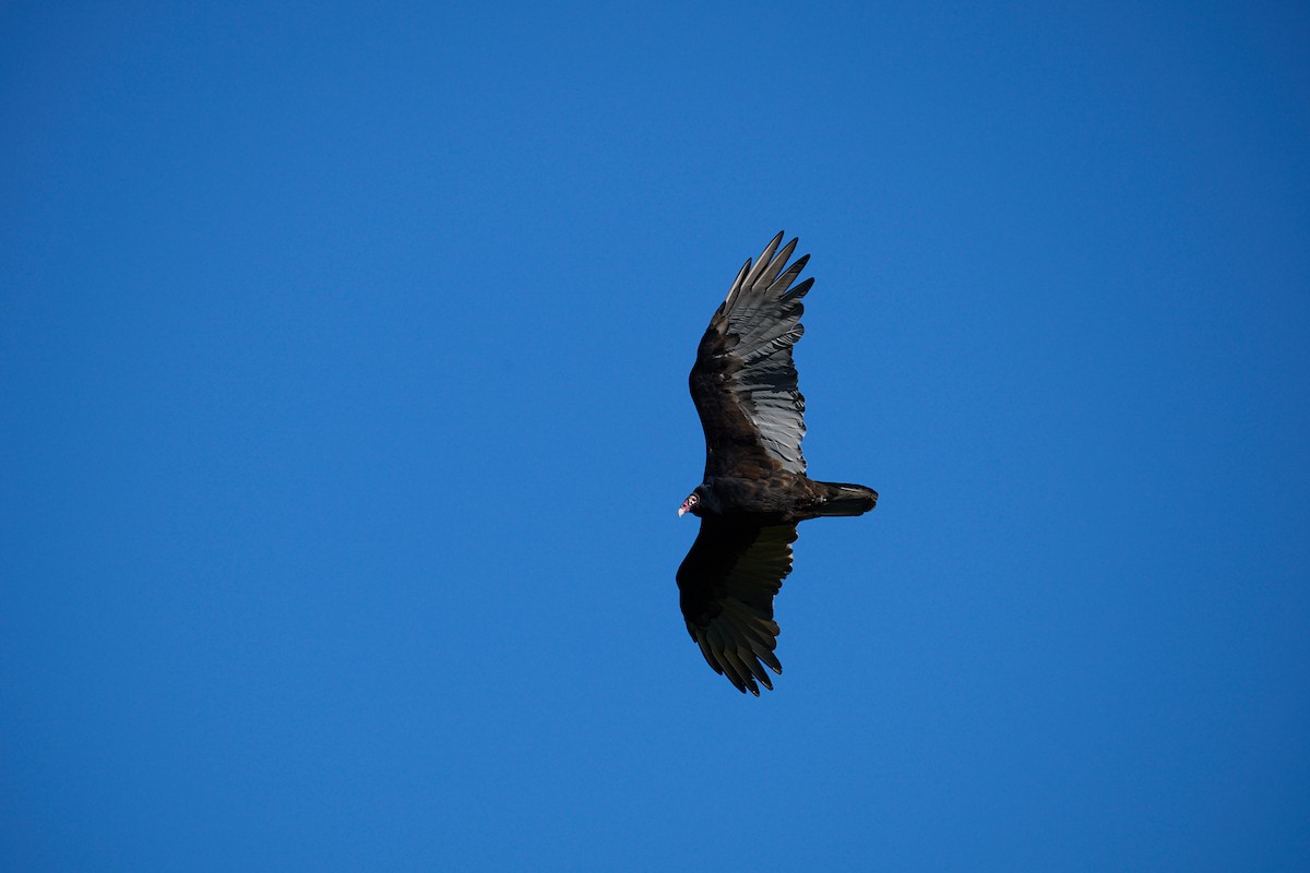 Turkey Vulture - ML642664149