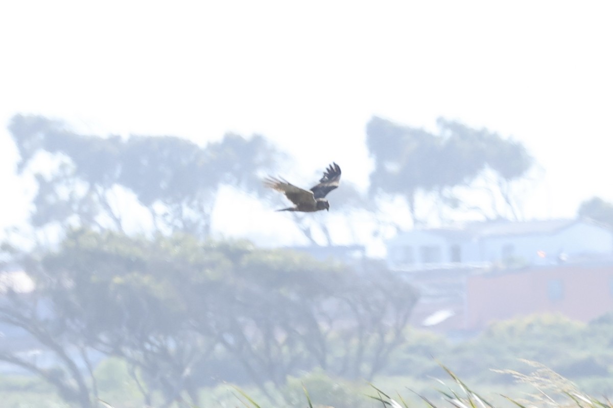 African Marsh Harrier - ML642664152