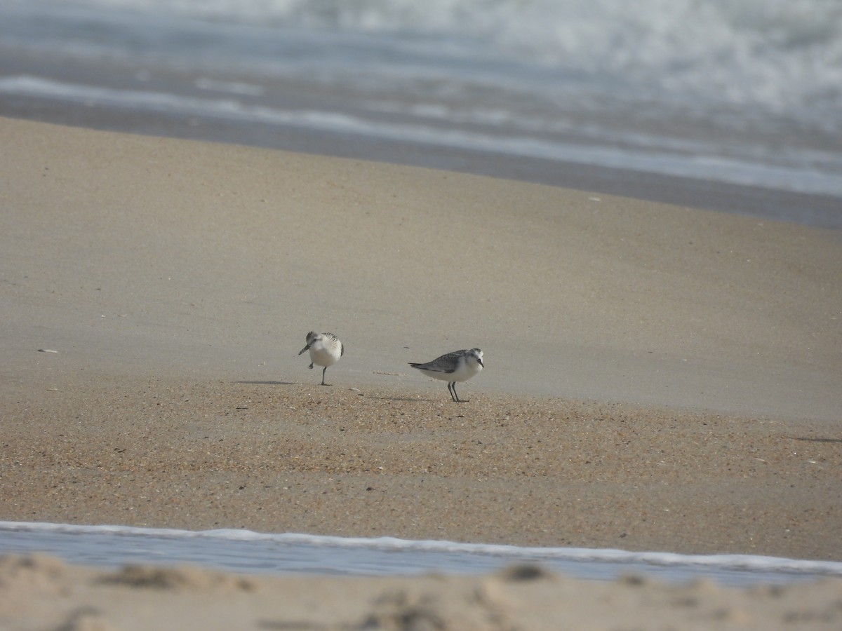 jespák písečný - ML642664161