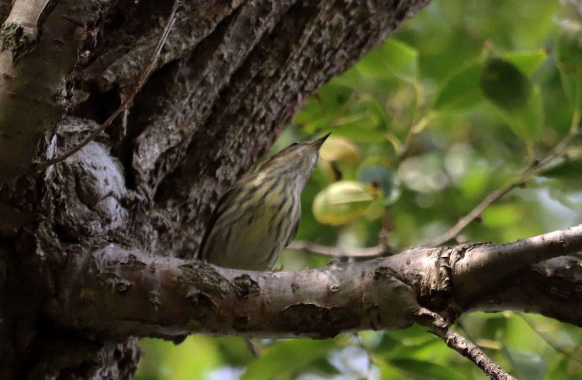 Cape May Warbler - ML642664167