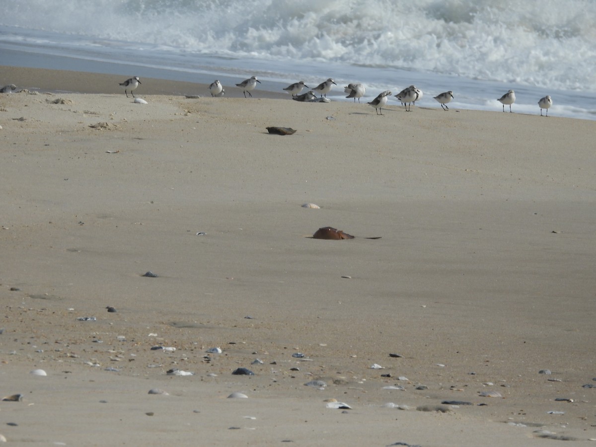 jespák písečný - ML642664174