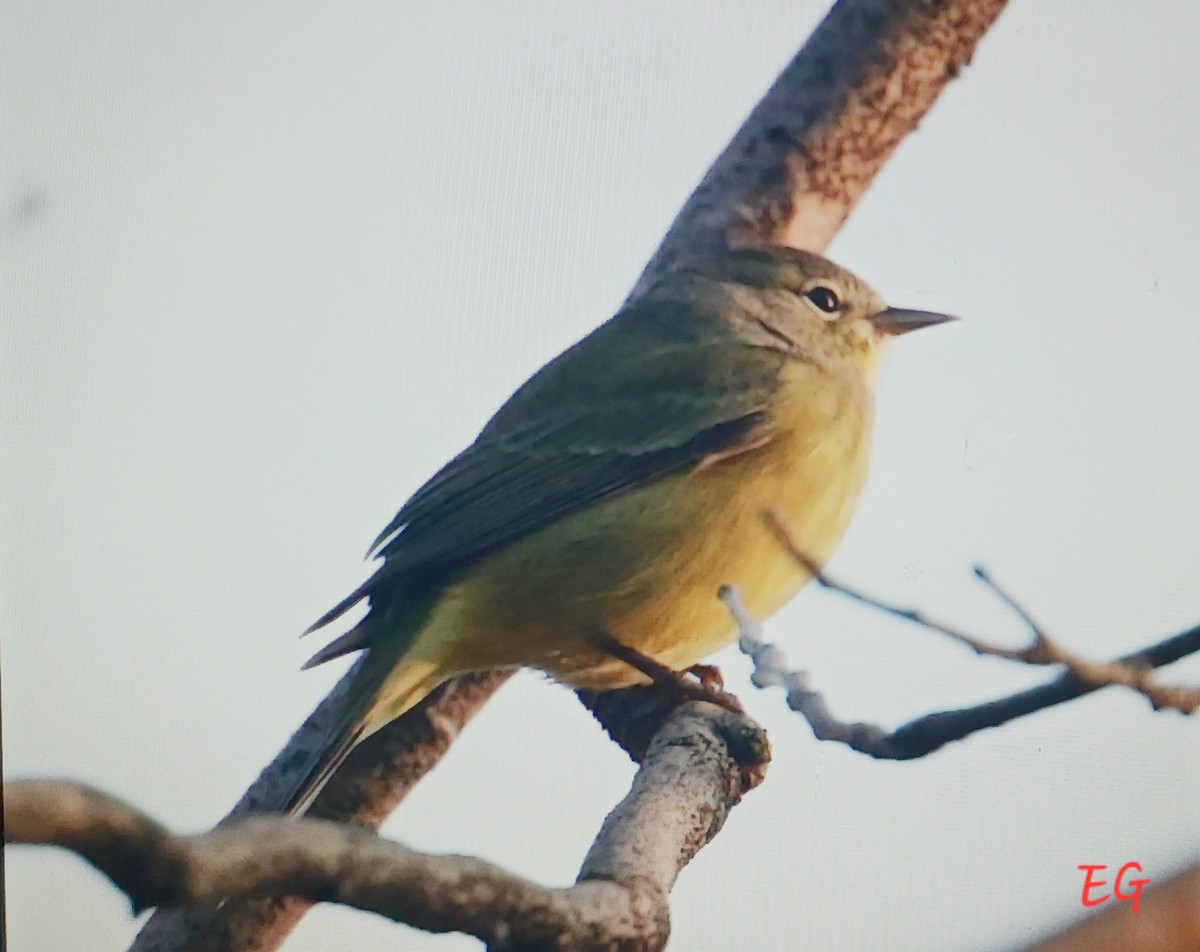 Orange-crowned Warbler - ML642664175