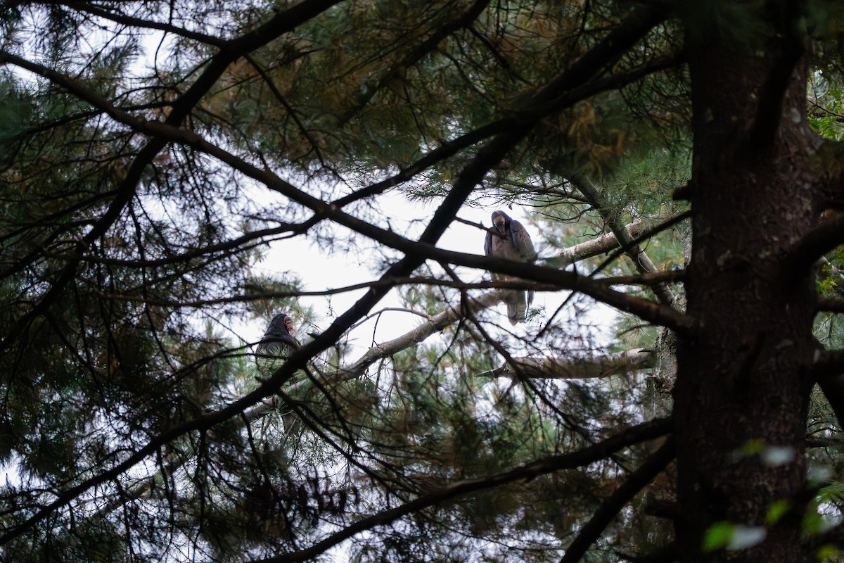 Turkey Vulture - ML642664179