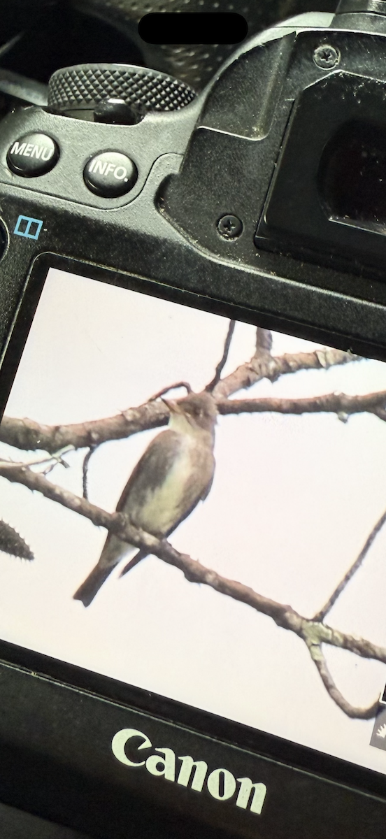 Olive-sided Flycatcher - ML642664185
