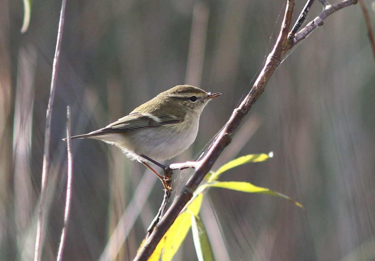 Yellow-browed Warbler - ML642664199
