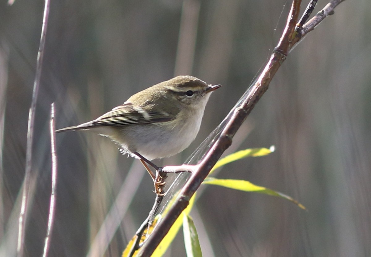 Yellow-browed Warbler - ML642664200